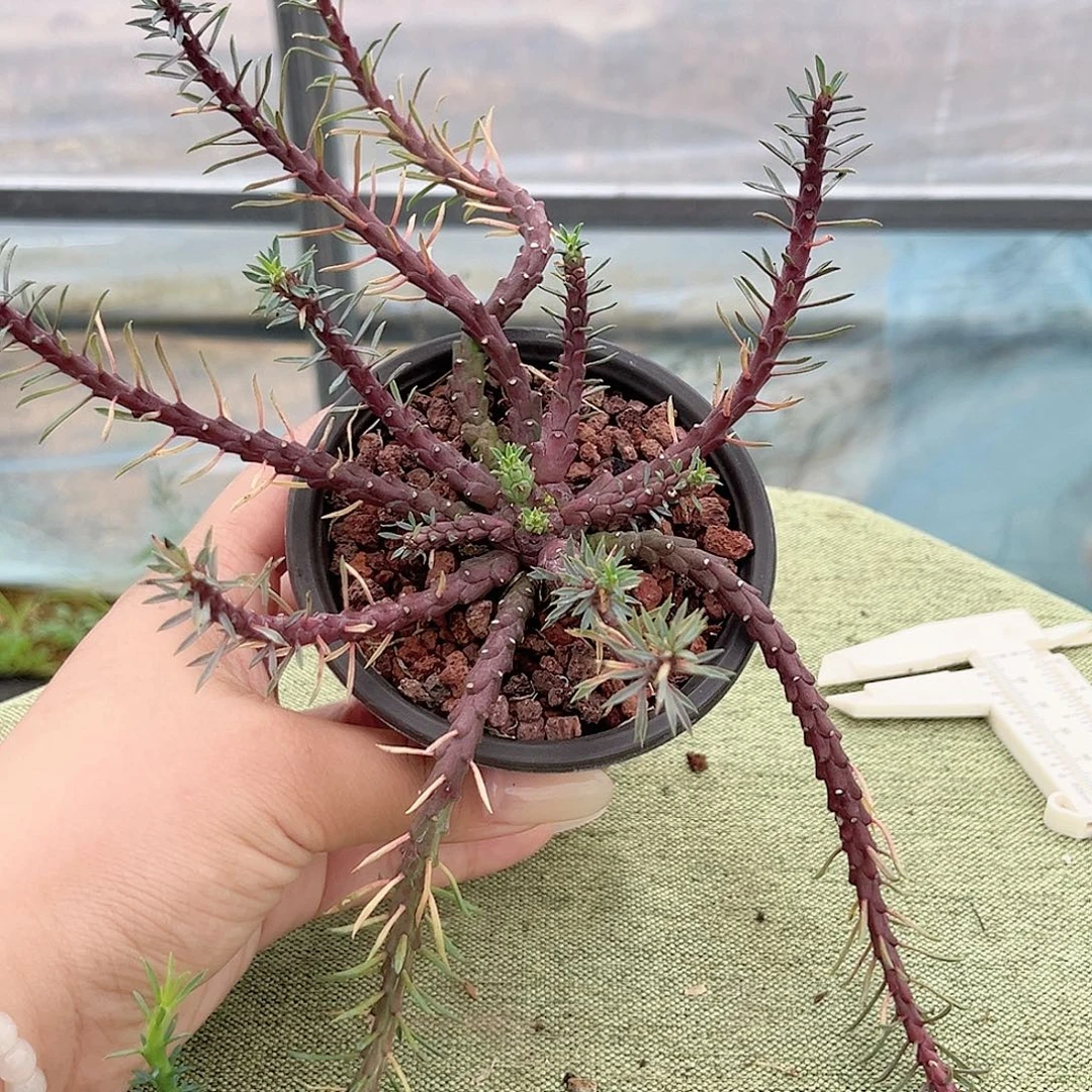 多肉植物鹫卵丸实生