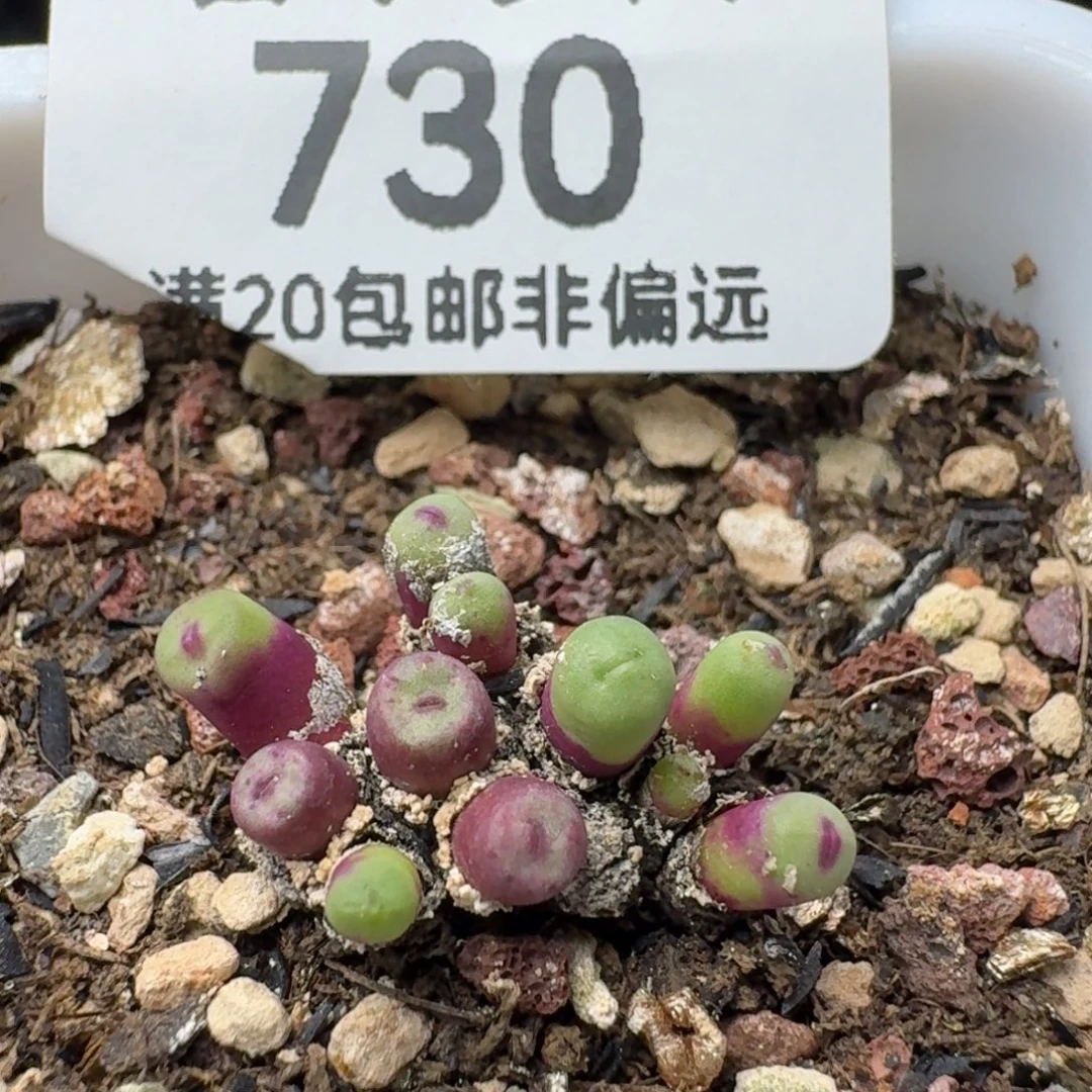带盆土。       小红毛。 11头。