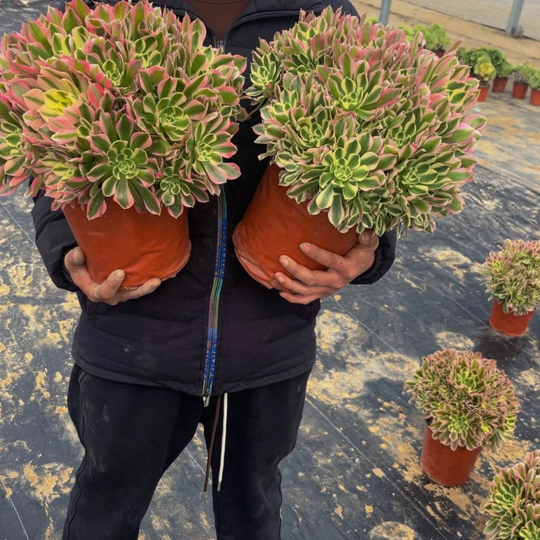 白风多肉植物捧花的