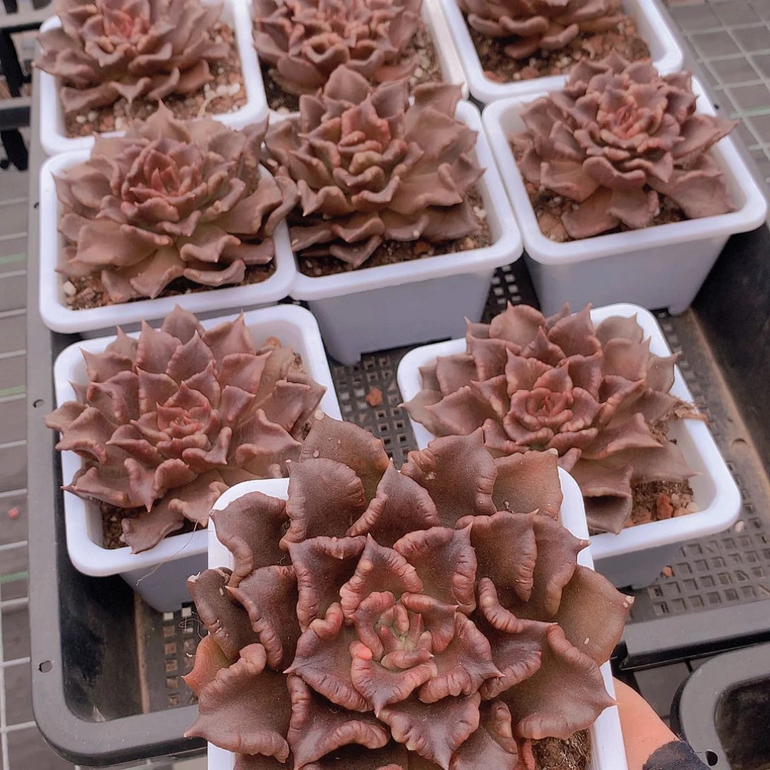 黑饺子皮245679990000