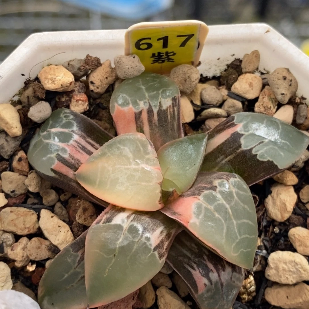 617号火凤凰克锦特价