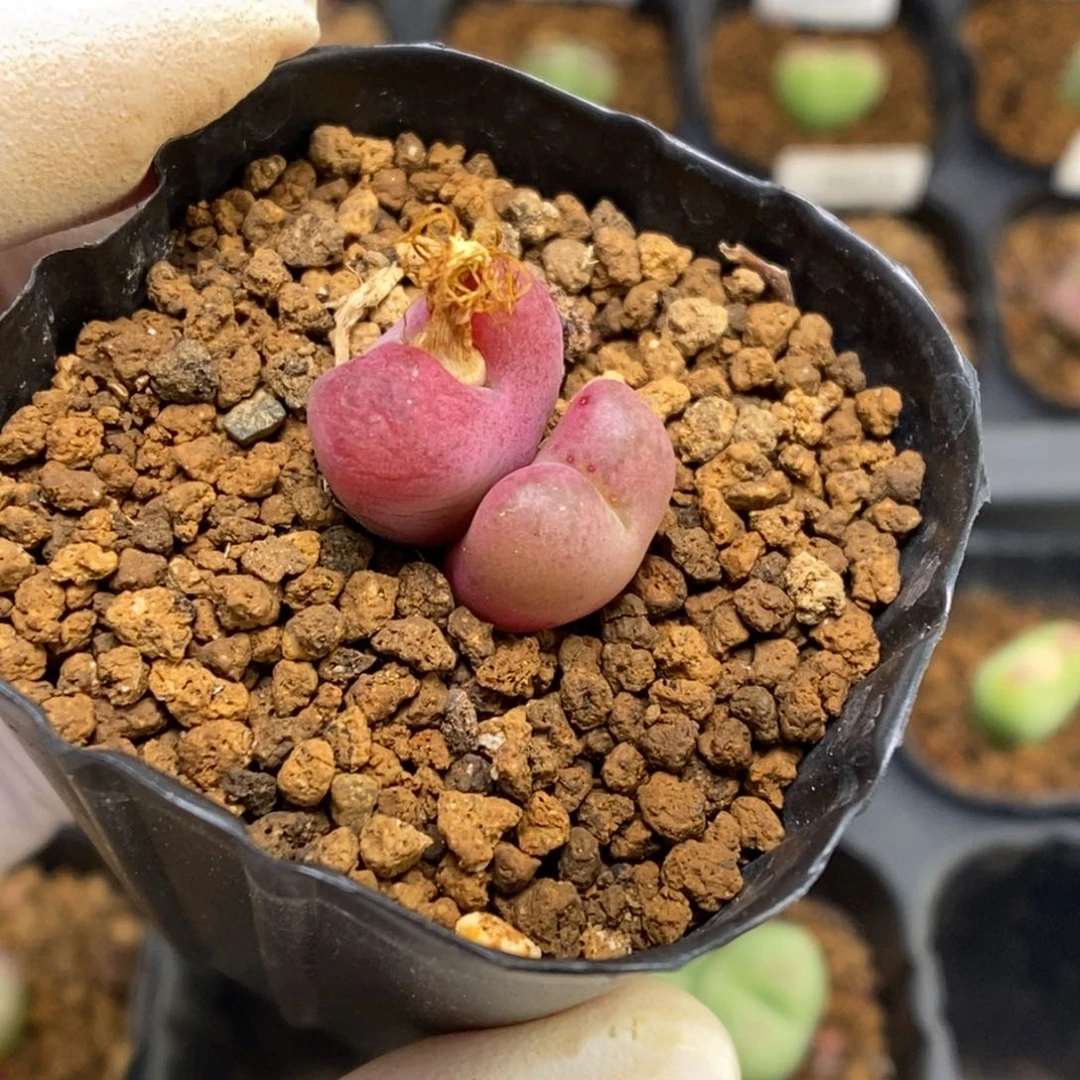 多肉植物肉锥杂交K-4462
