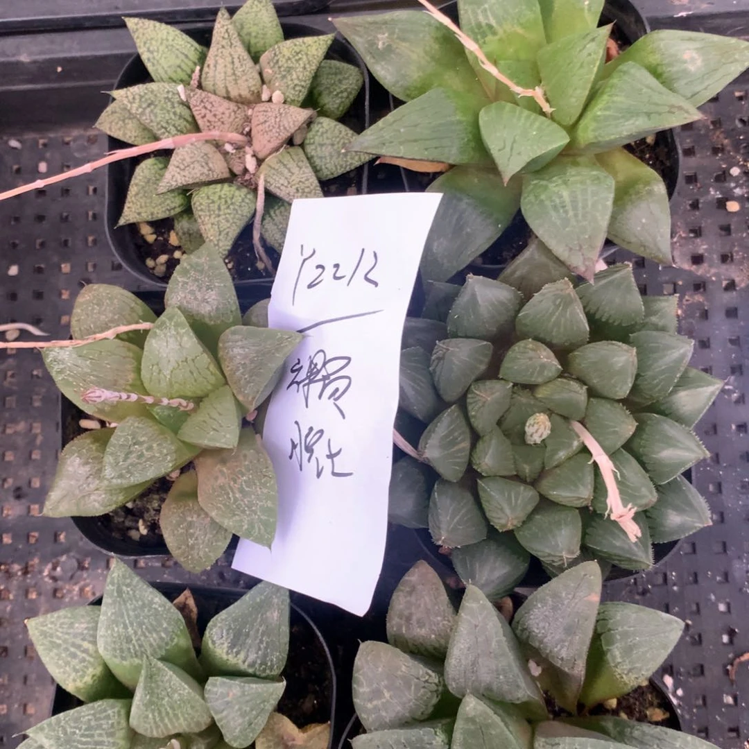 2212。 六颗福利。