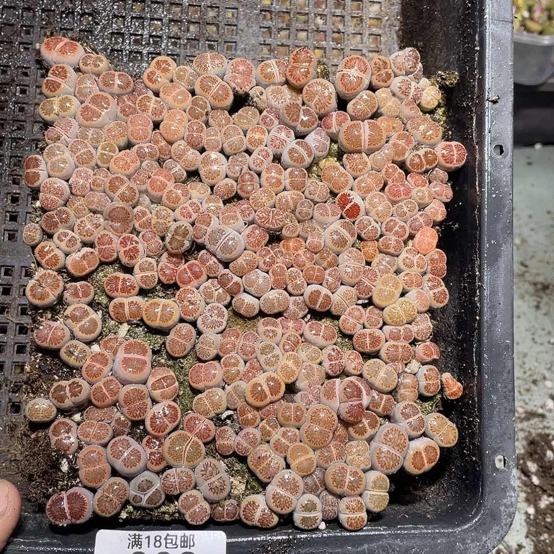 时***行当天凑满十八元包邮209