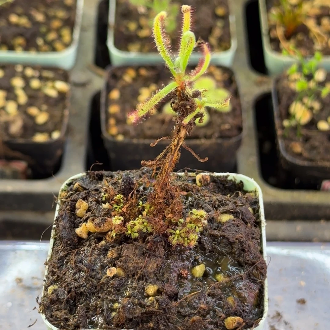 完全开放雄伟壮丽茅膏菜