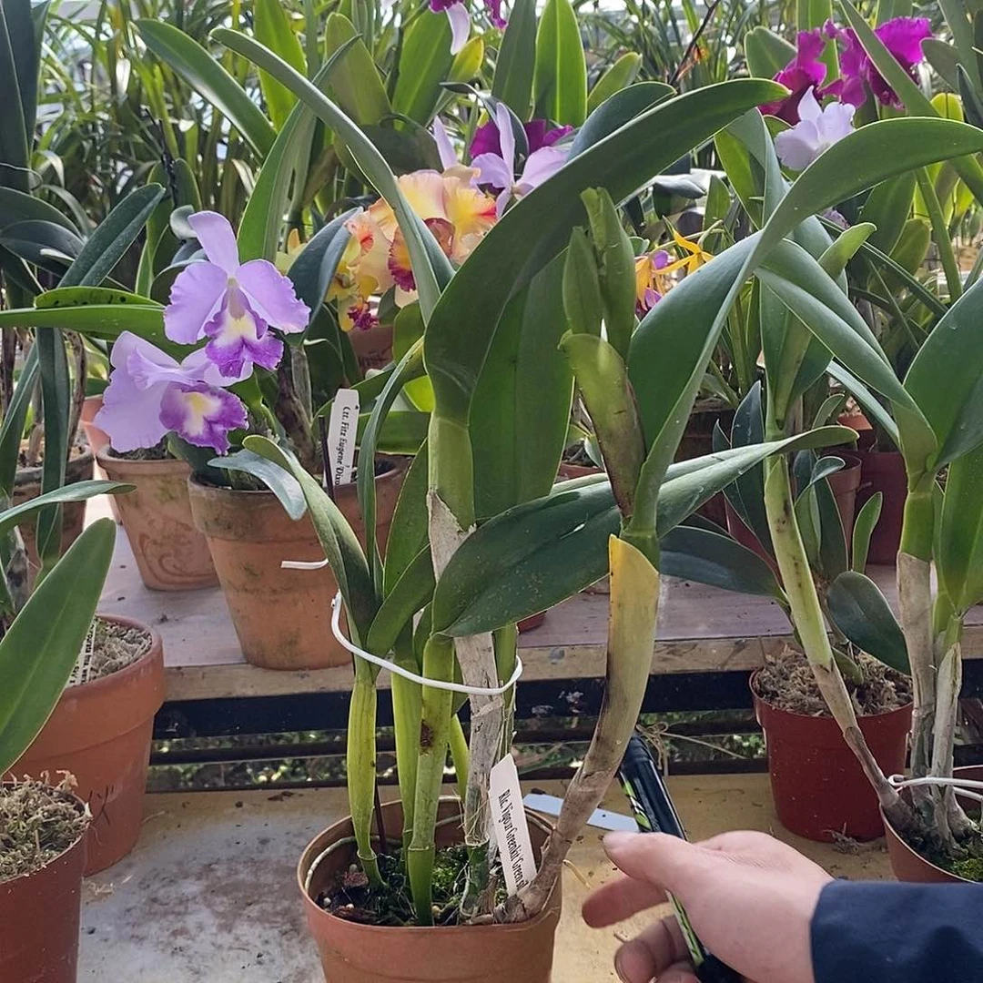 全部花苞u****3斯洛克