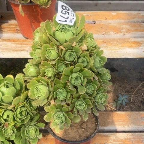 571绿羊绒不包断枝