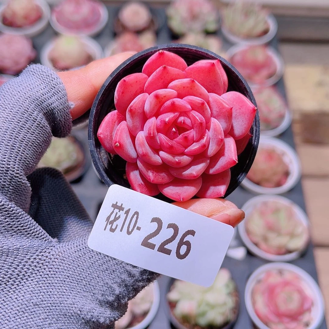 花10-226新品单头