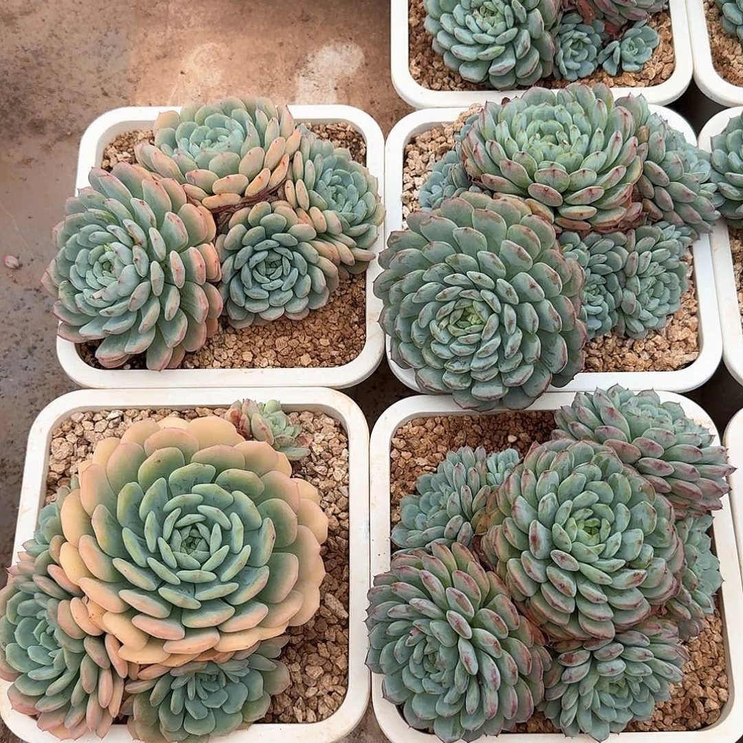 白胖子整无砍老桩群生