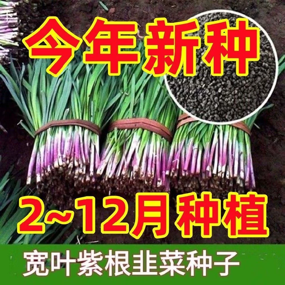 【满5包包邮】可越冬-独根红韭菜种子种籽紫根宽叶大叶耐热耐寒高产
