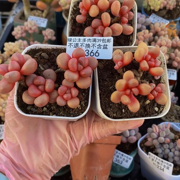 先锋派3棵366多肉植物