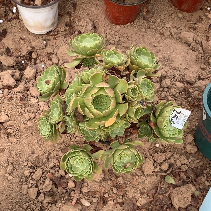 254沙拉碗手捧dongpeng