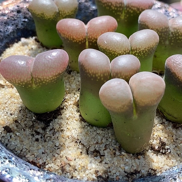 8517编号风铃母本一颗