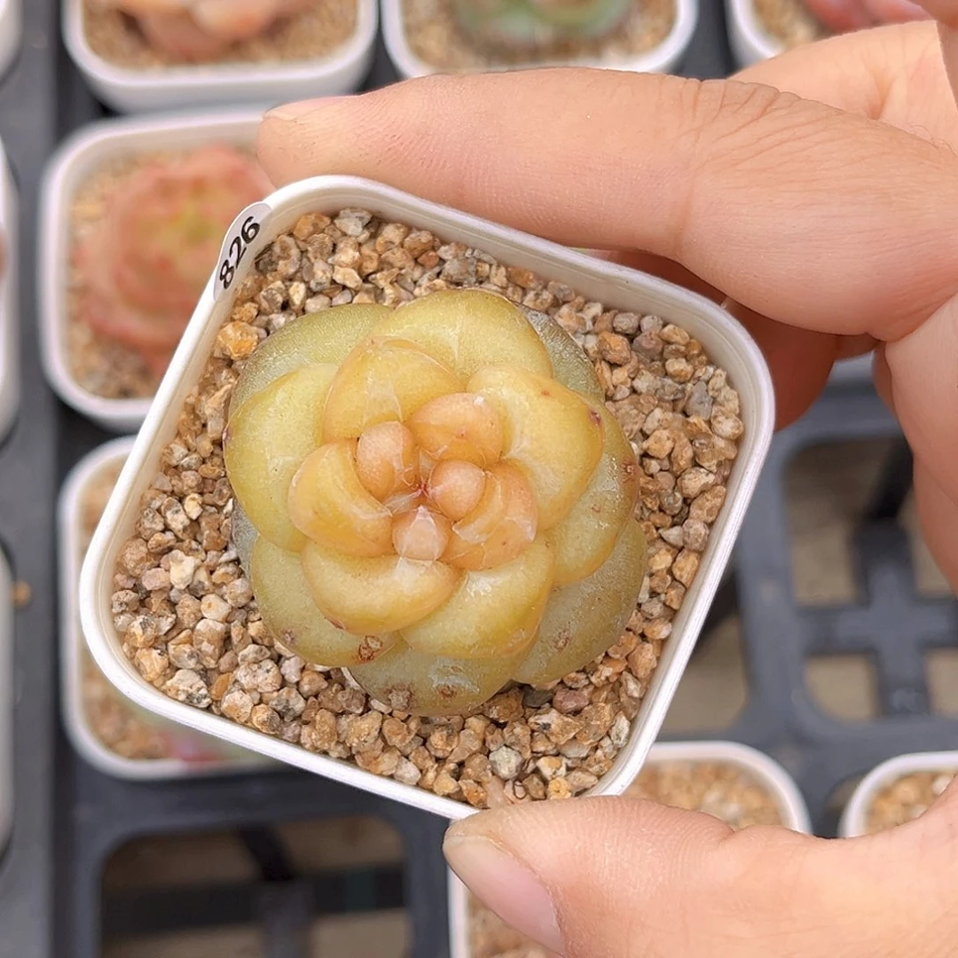 826 新品珍妮  满18包邮