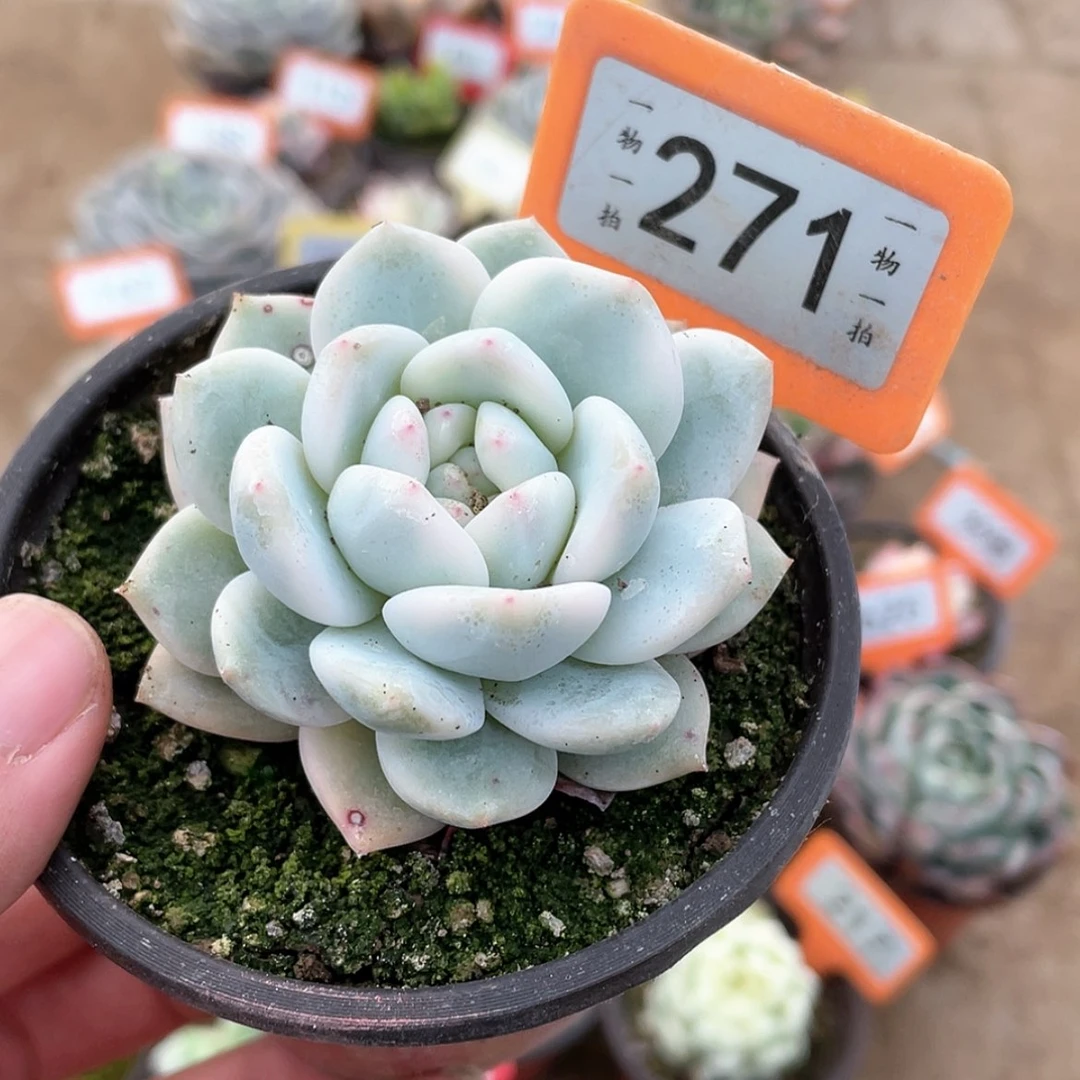 【闪购商品】271号