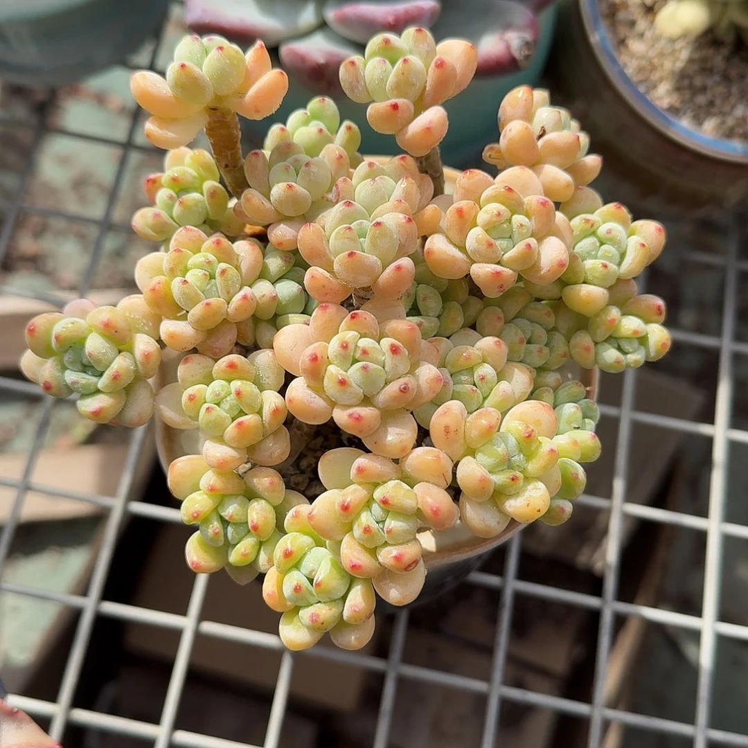九***女不带盆罗琦多肉植物精品