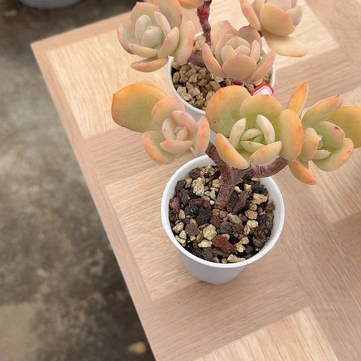 小***兔白凤多肉植物两颗