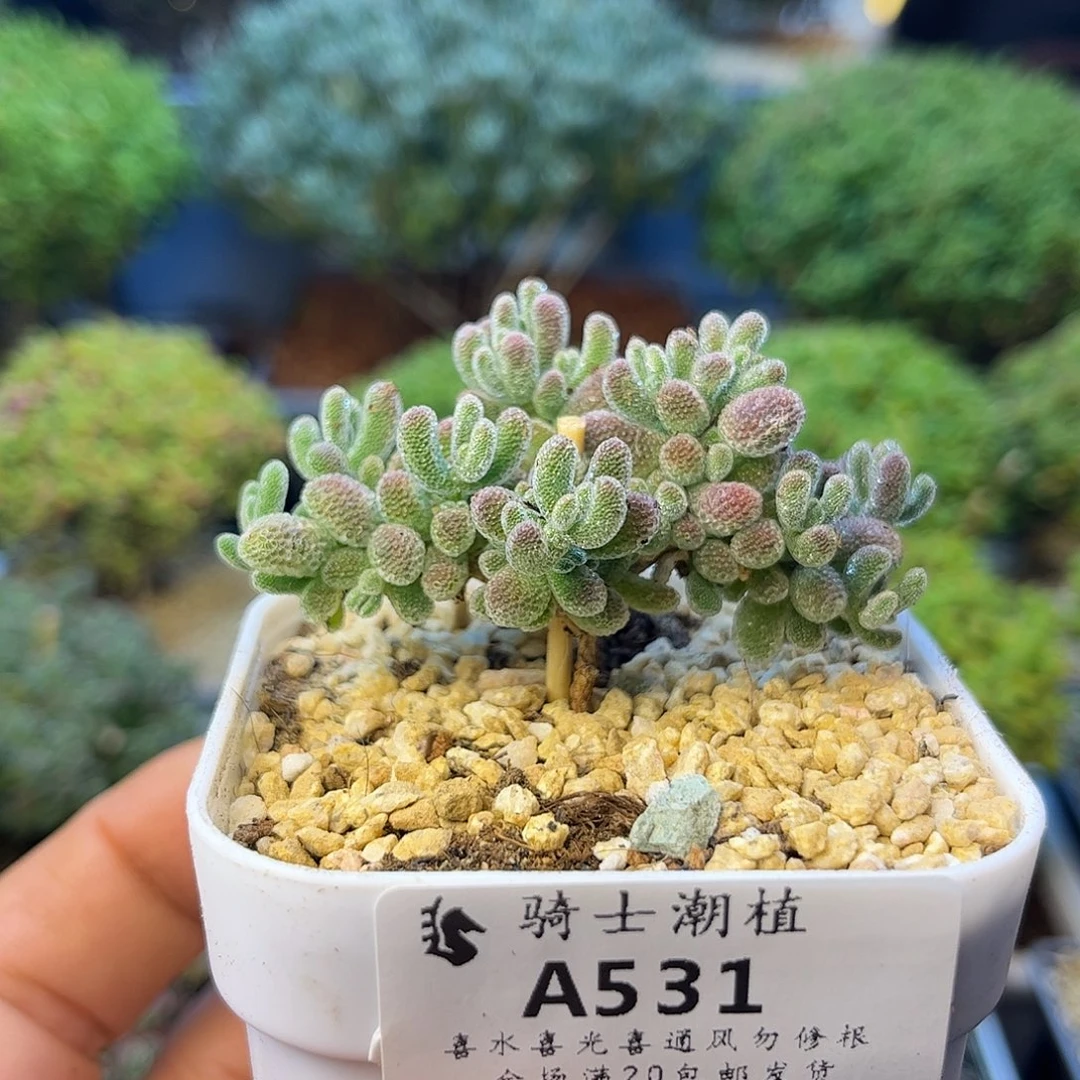531优选冰晶枝干番杏