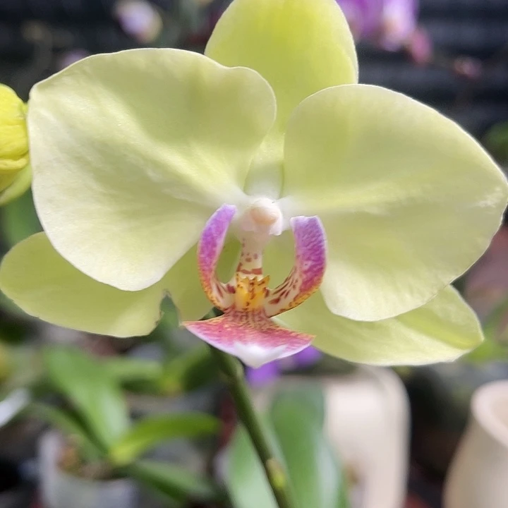 当前无花栽培后可以开花绿如意