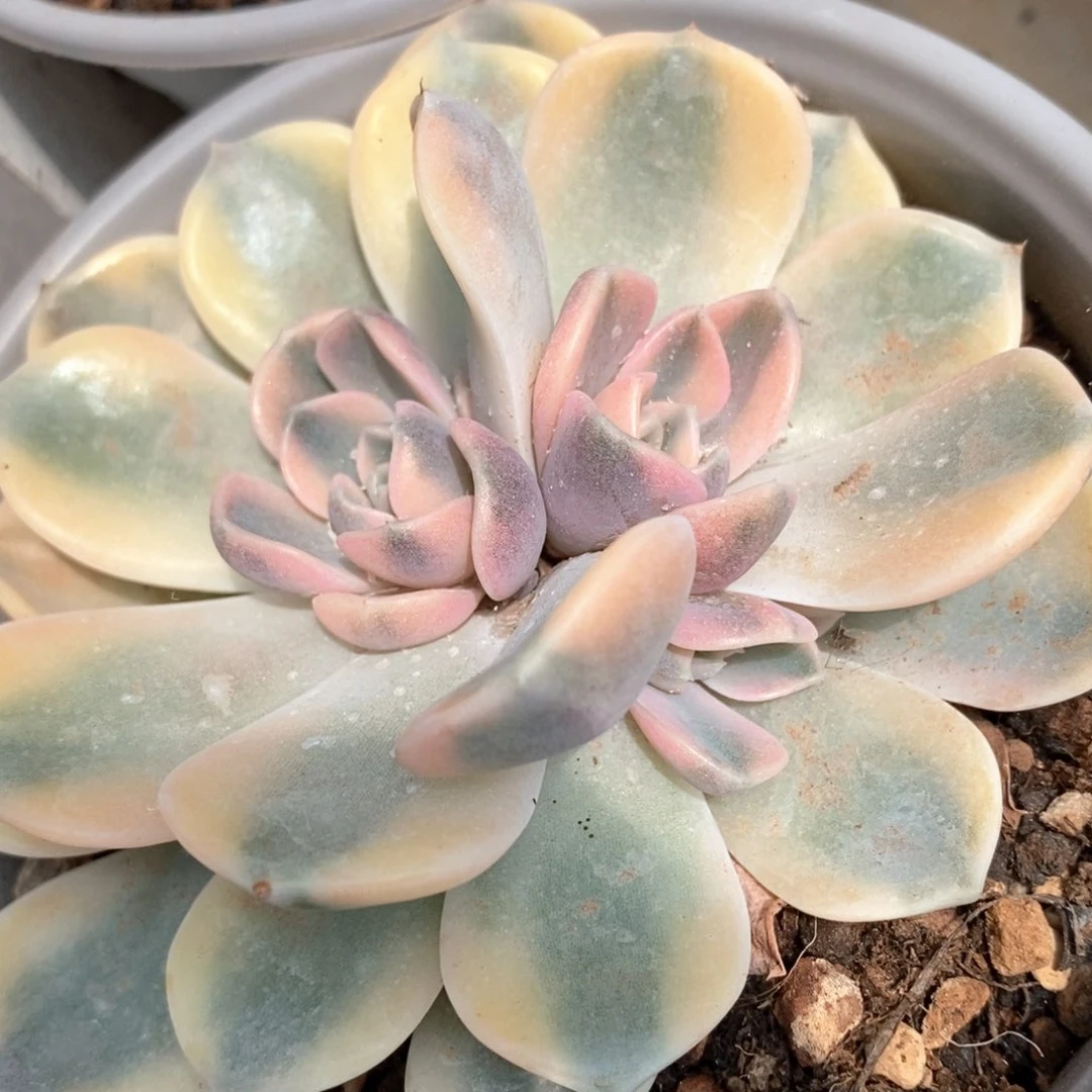 汉堡锦底座多肉锦