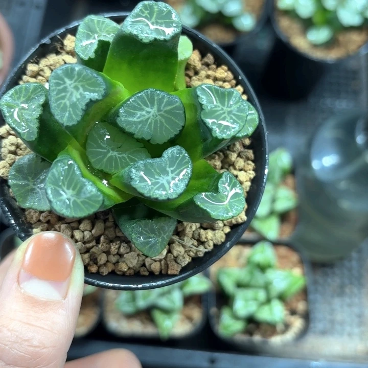 多浪哥万象多肉植物