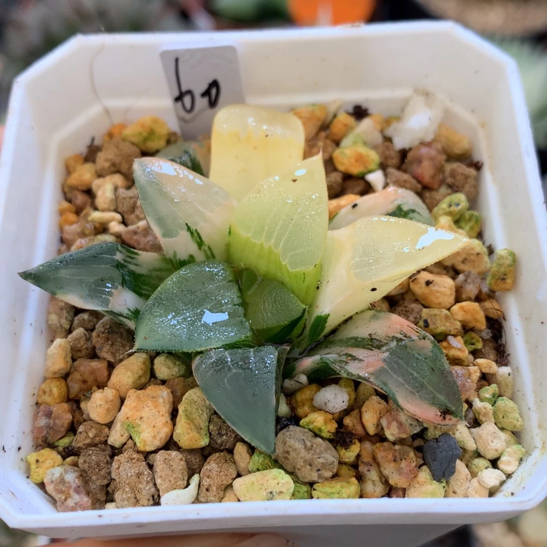 中岛克锦，带盆一起