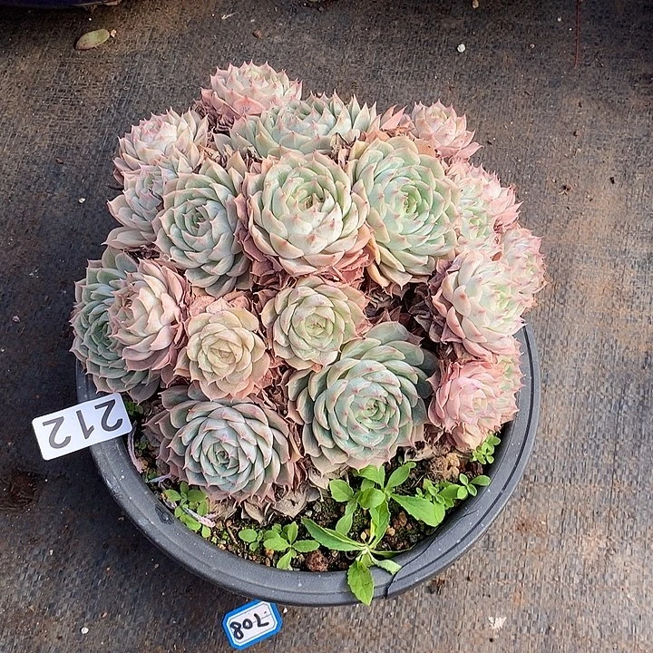 212昂斯诺 一物一拍多肉