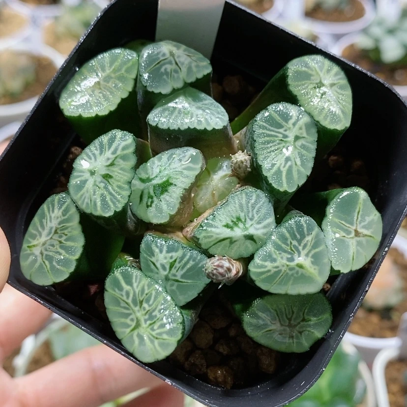【闪购商品】37彩虹