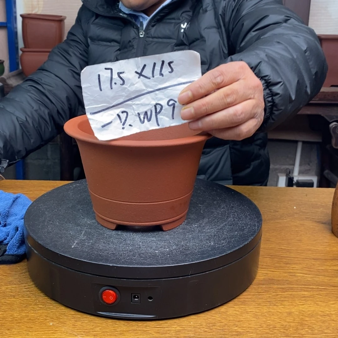 红陶货号一只WP999