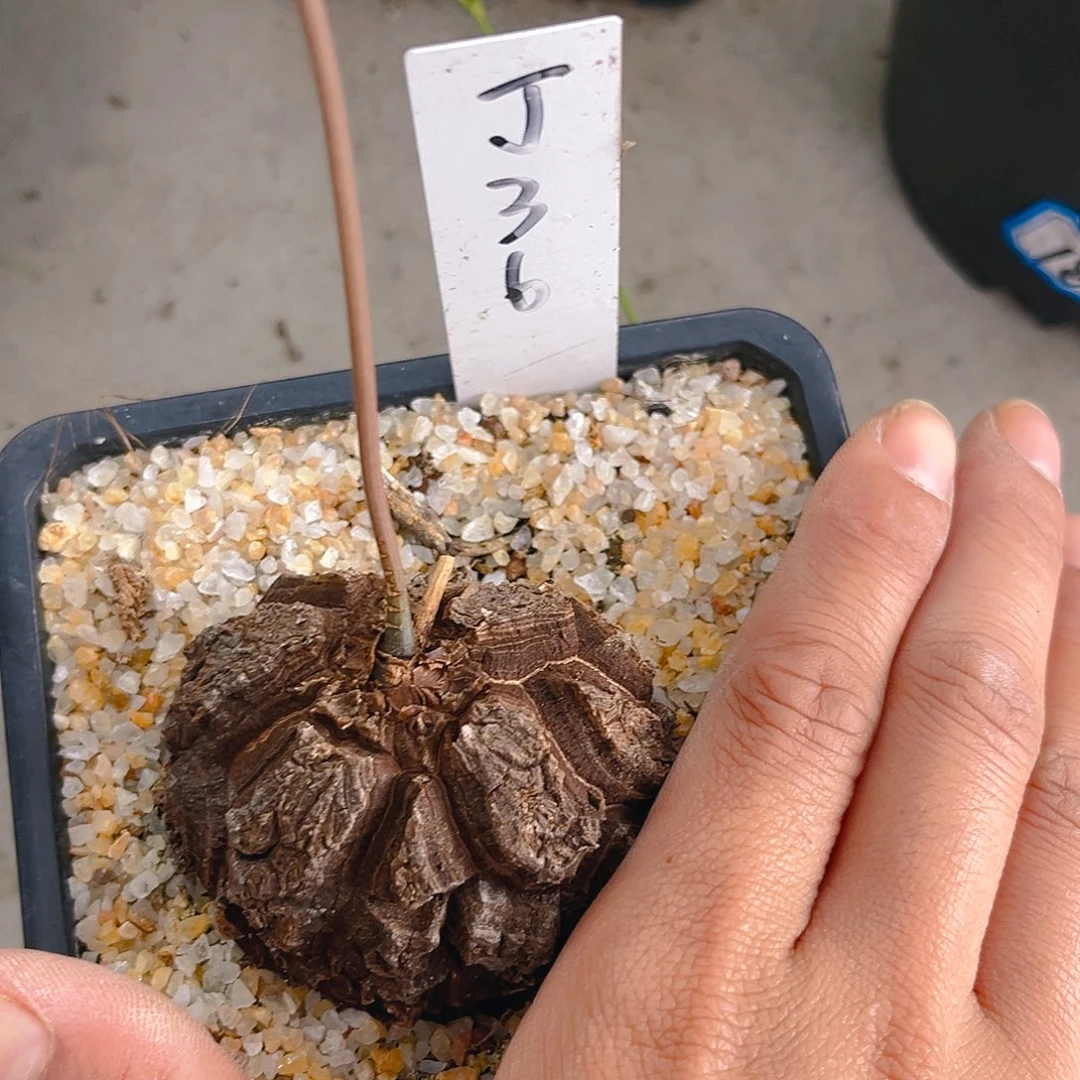 墨西哥龟甲龙J36号