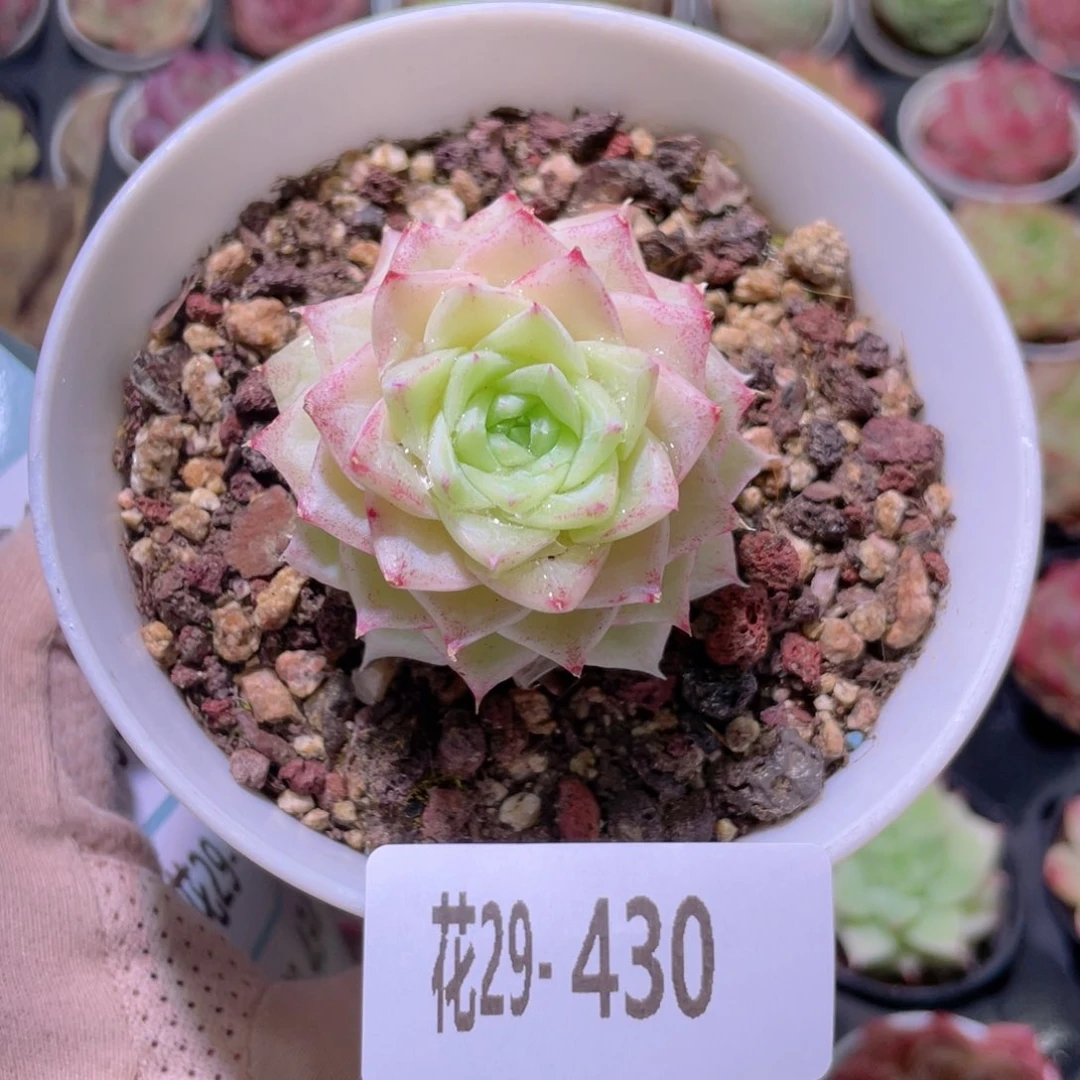 花利美29-430白天鹅