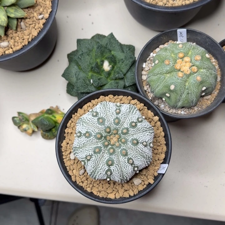 泰***宝9.7大型泰奇流水纹大眼睛目玉