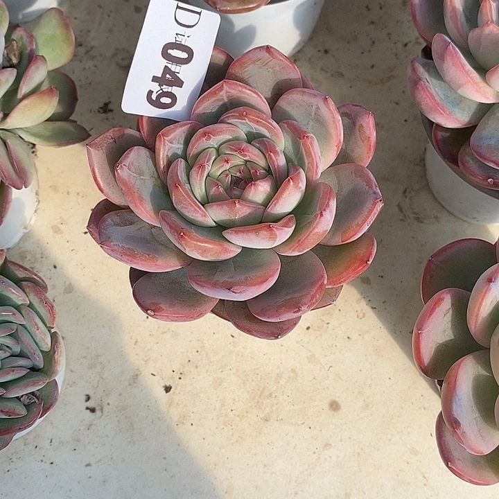 落***秋049红栾多肉植物多肉