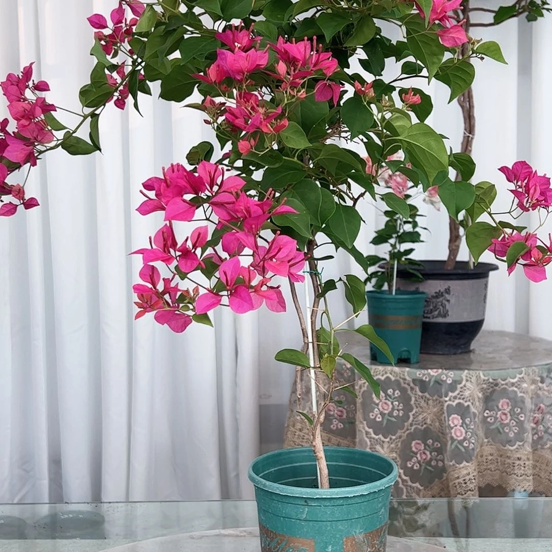 当前无花栽培后可以开花甜心一颗