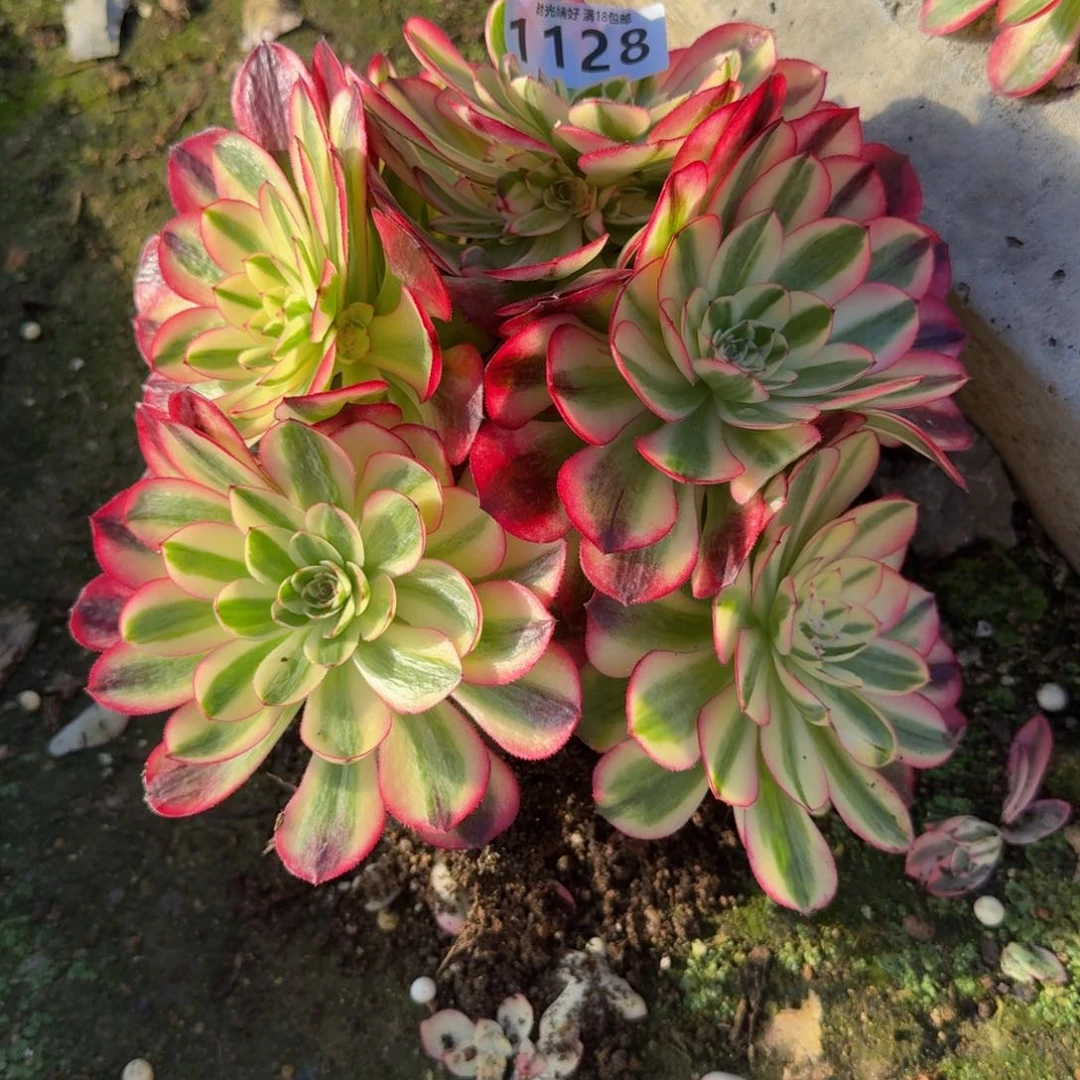 爆*1128红荔枝。多肉植物