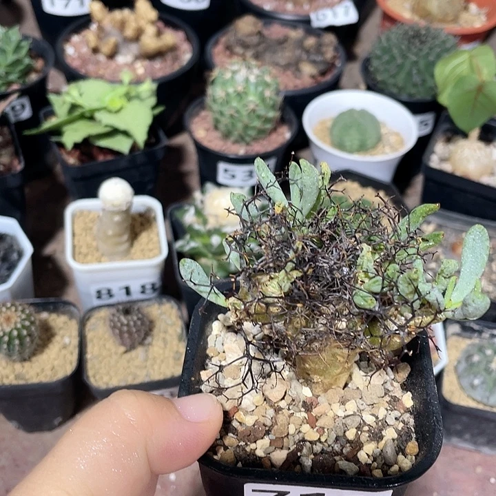 719产地钢丝球万物想