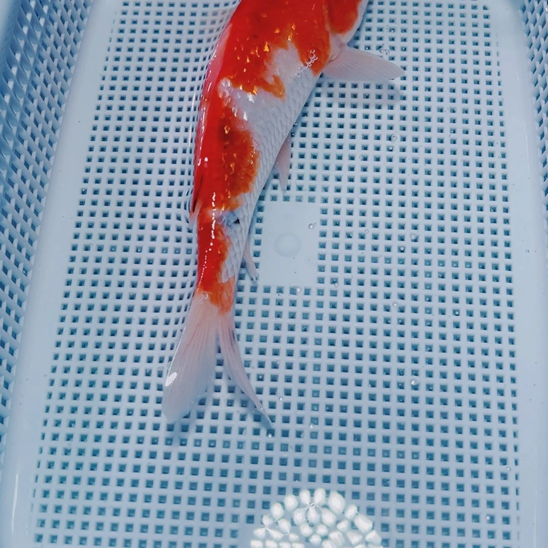 海水鱼锦鲤观赏鱼185