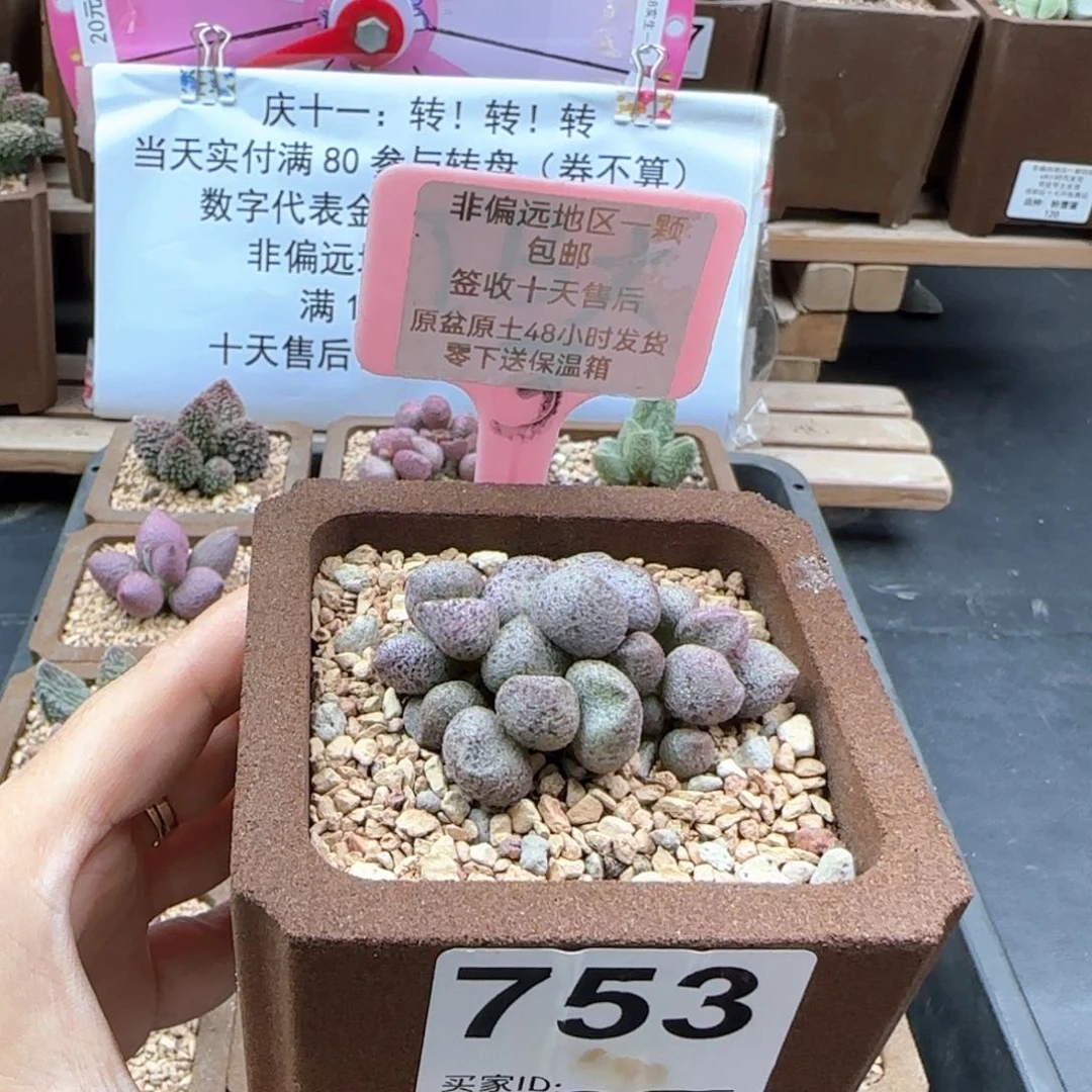 大**?753蜜桃格林多肉植物