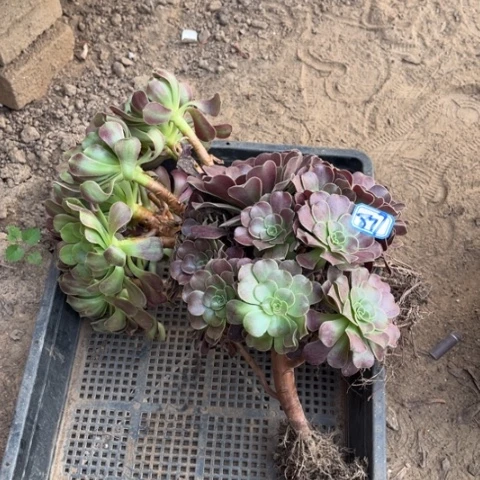 877多肉植物组合，