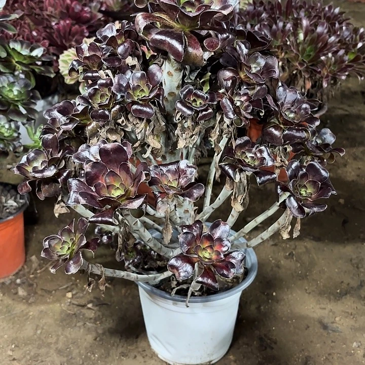 多肉植物法师晚霞76