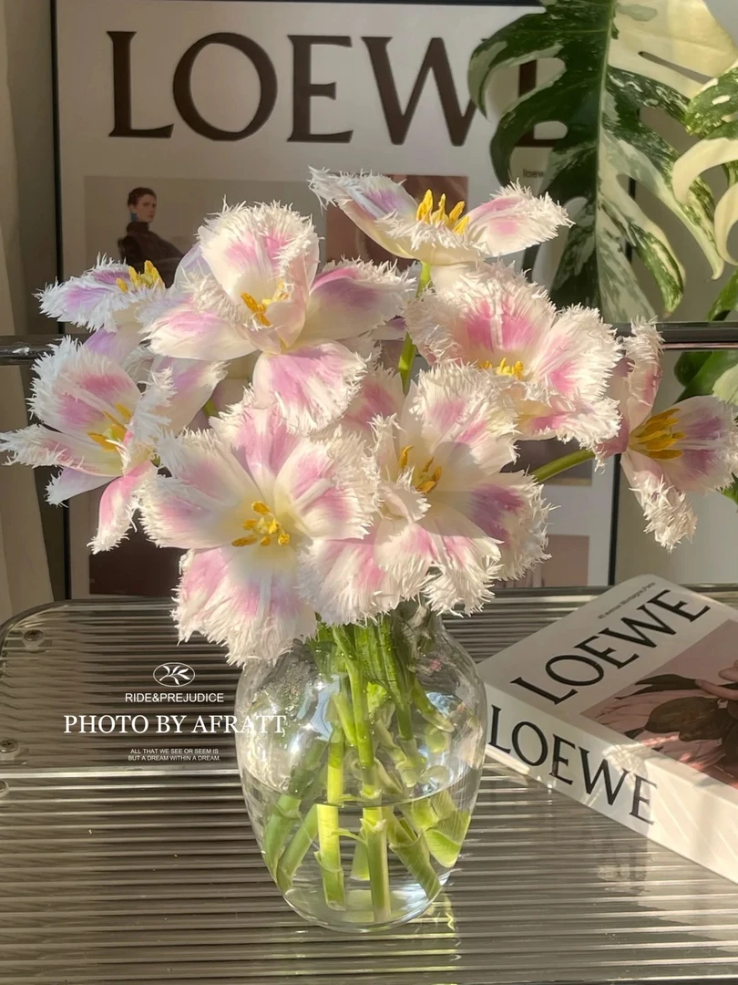 【婵之语优选】丽贝卡郁金香