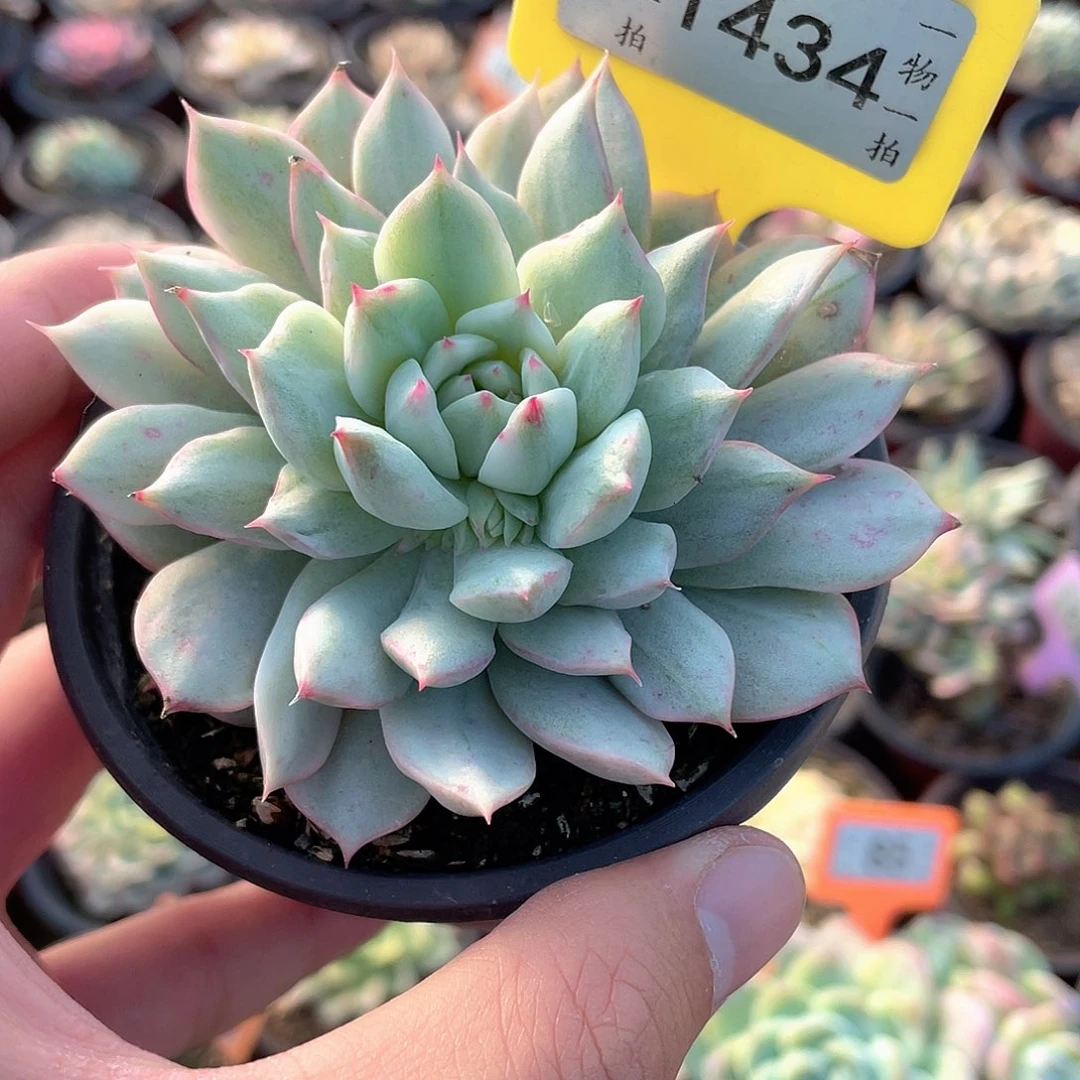 TP锦1434号多肉植物