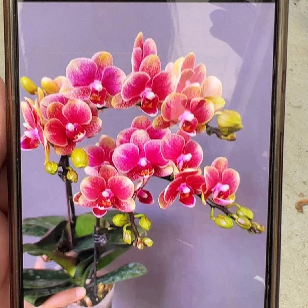 当前无花栽培后可以开花金蝶带剑