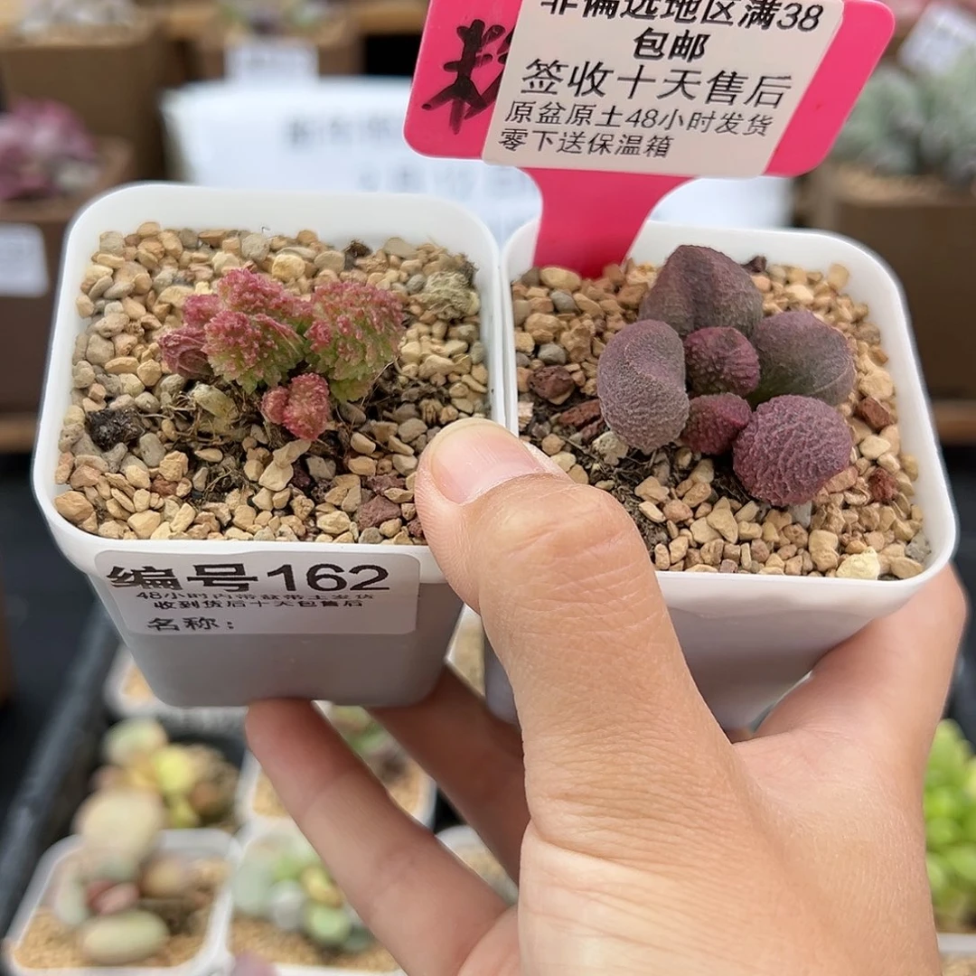 162朱紫玉水蜜桃多肉