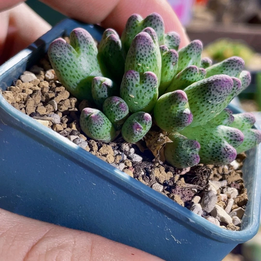 草莓斑马植物一物一拍