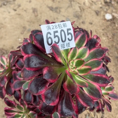 6505丽娜多肉植物法师