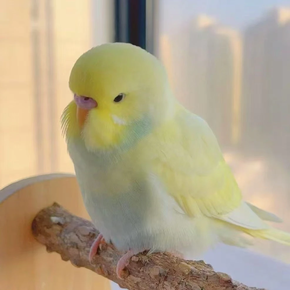 2只手玩金彩高货鹦鹉活体 可在家养