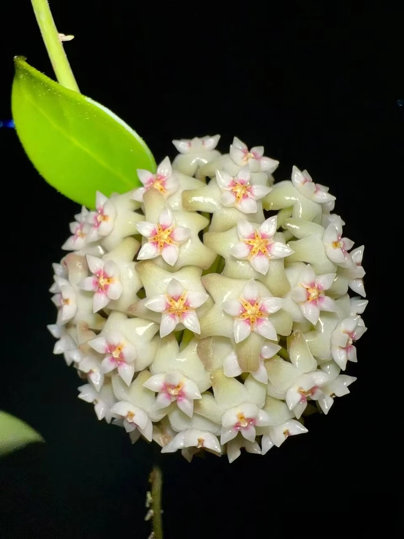 【羊脂玉球兰】球兰基地种植大叶容易垂吊开花开四季办公室阳台可选