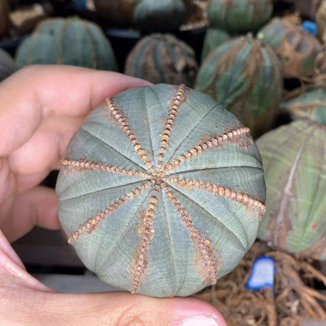 9 欧系实生布纹球多肉植物
