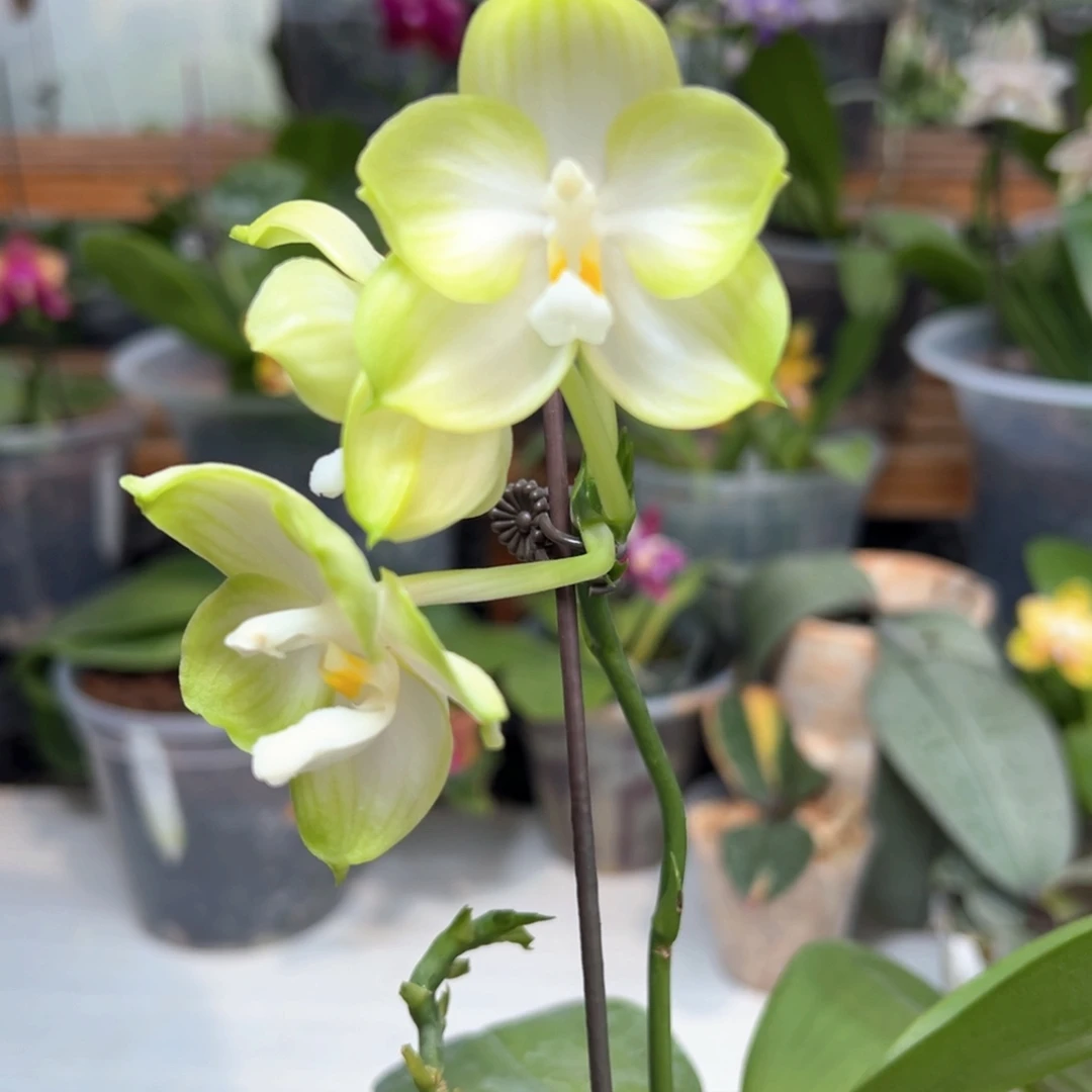 大部分开放少量花苞青柠